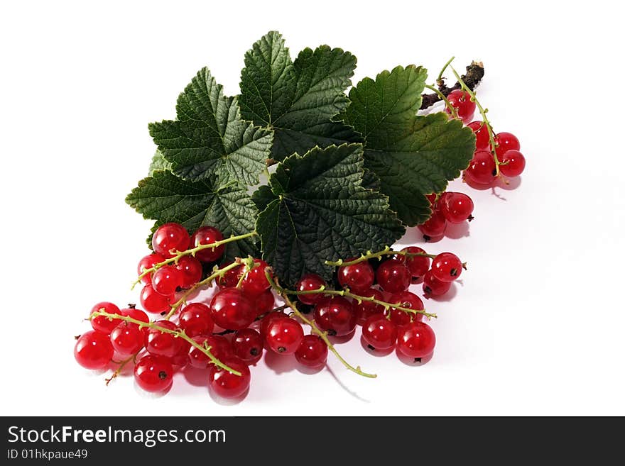 Red currant