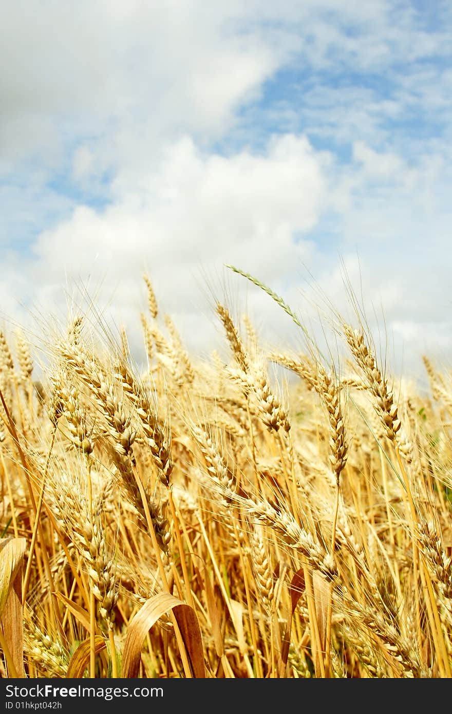 Wheat Field.