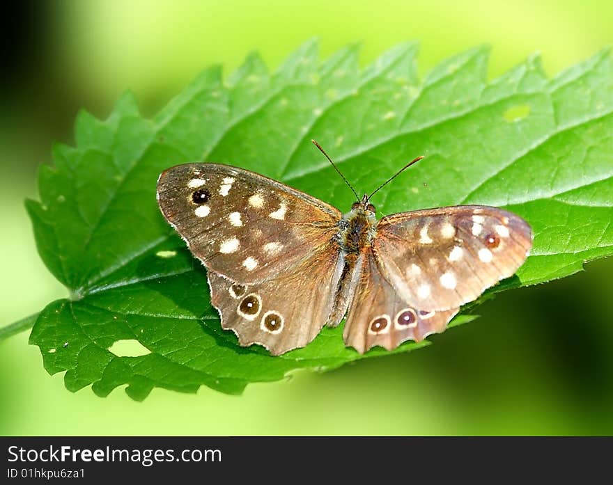 Brown Butterfly