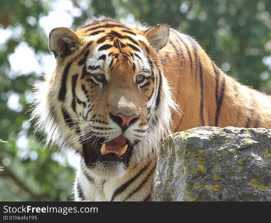 Portrait of a Bengal Tiger peering over a rocky mound