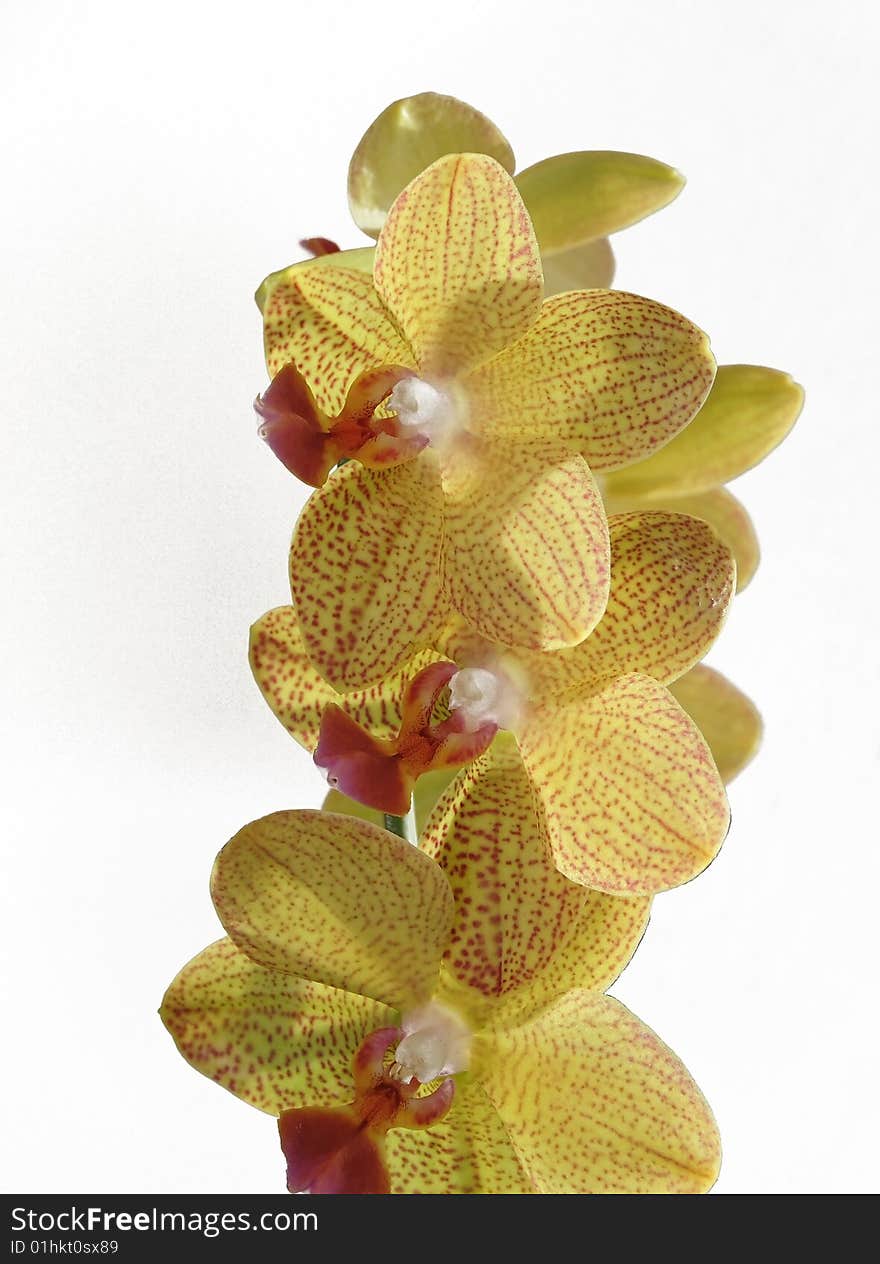 Phalenopsis