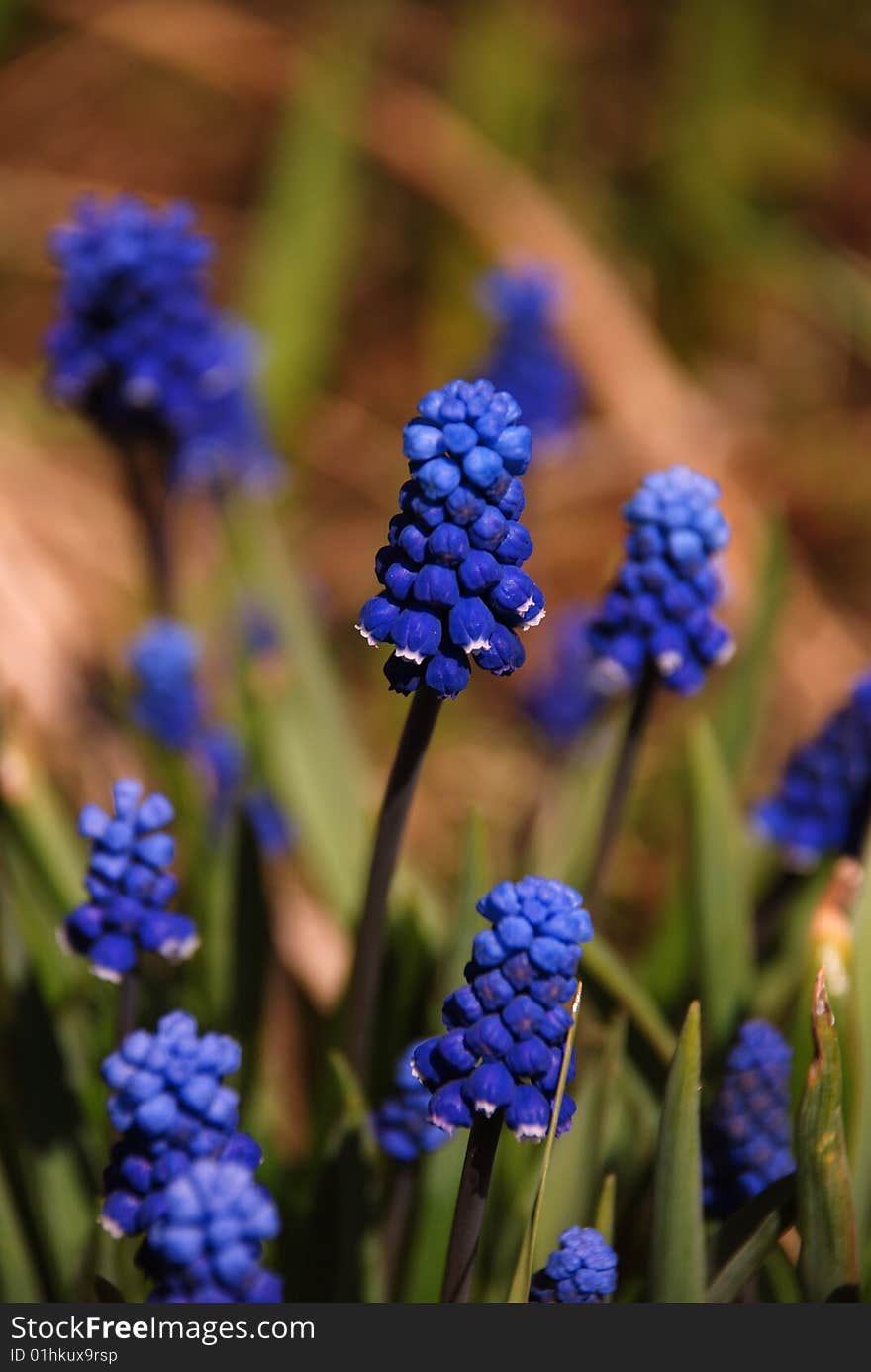 Muscari