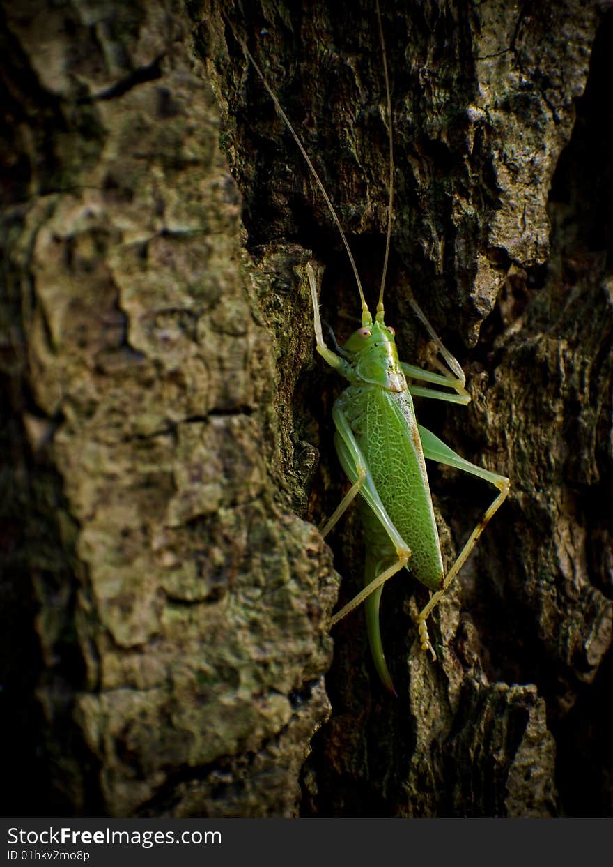 Grasshopper on a tree with thick bark.