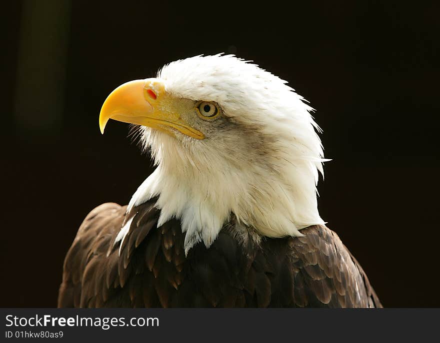 Bald Eagle