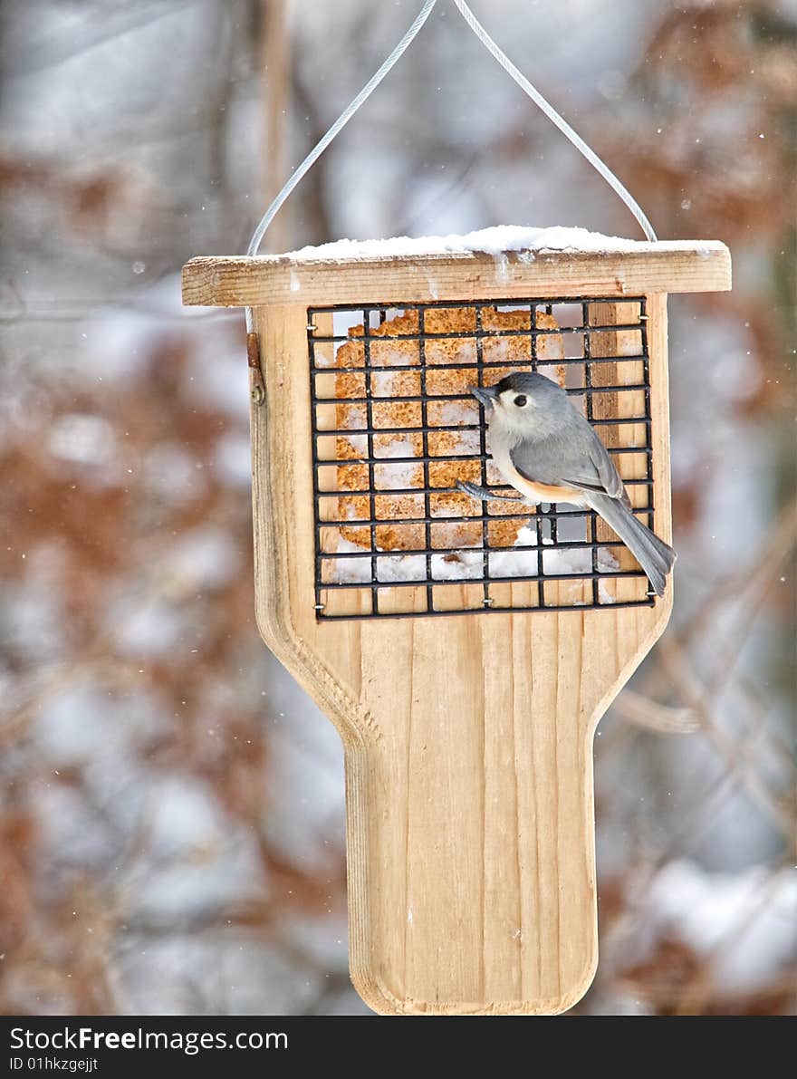 Vertical photo of young chickadee attempting to feed on cold snowy winter morning. Vertical photo of young chickadee attempting to feed on cold snowy winter morning