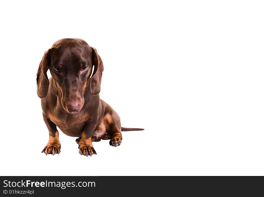 Dachshund on white background. Good shape, some lights. Dachshund on white background. Good shape, some lights