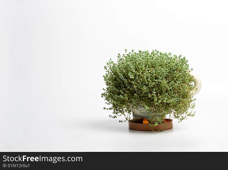 Home succulent, or sedum. Grass head. Home succulent, or sedum. Grass head.