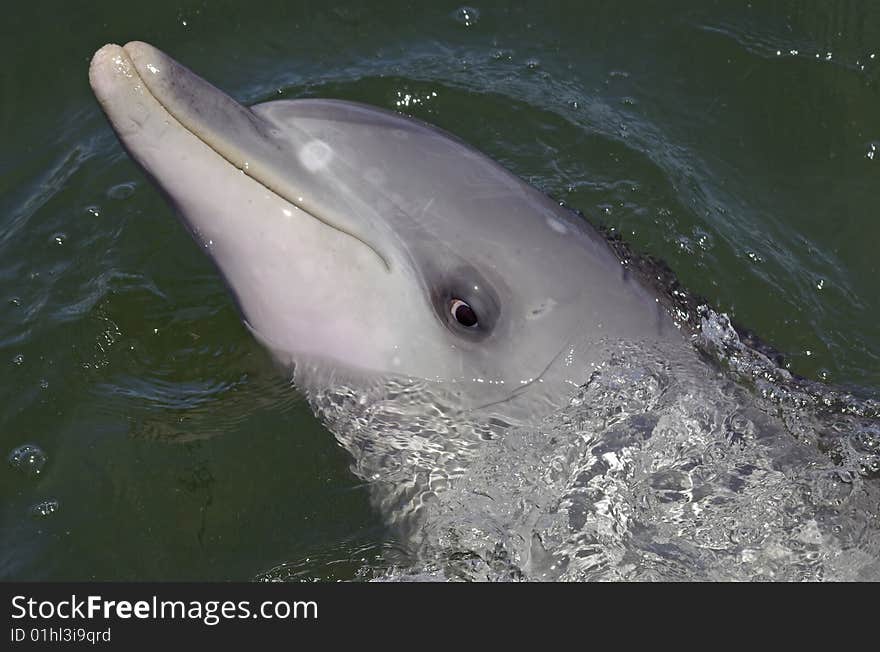 Bottlnose Dolphin