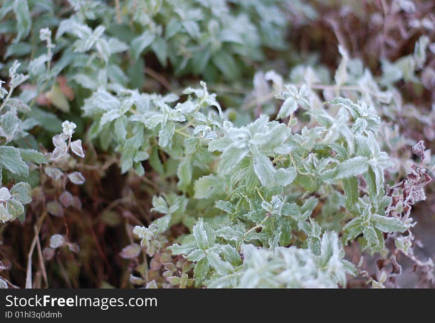 Frost On Mint Leaves