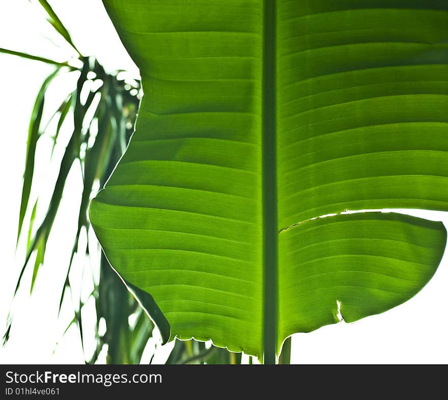 Big tropical plants on white background