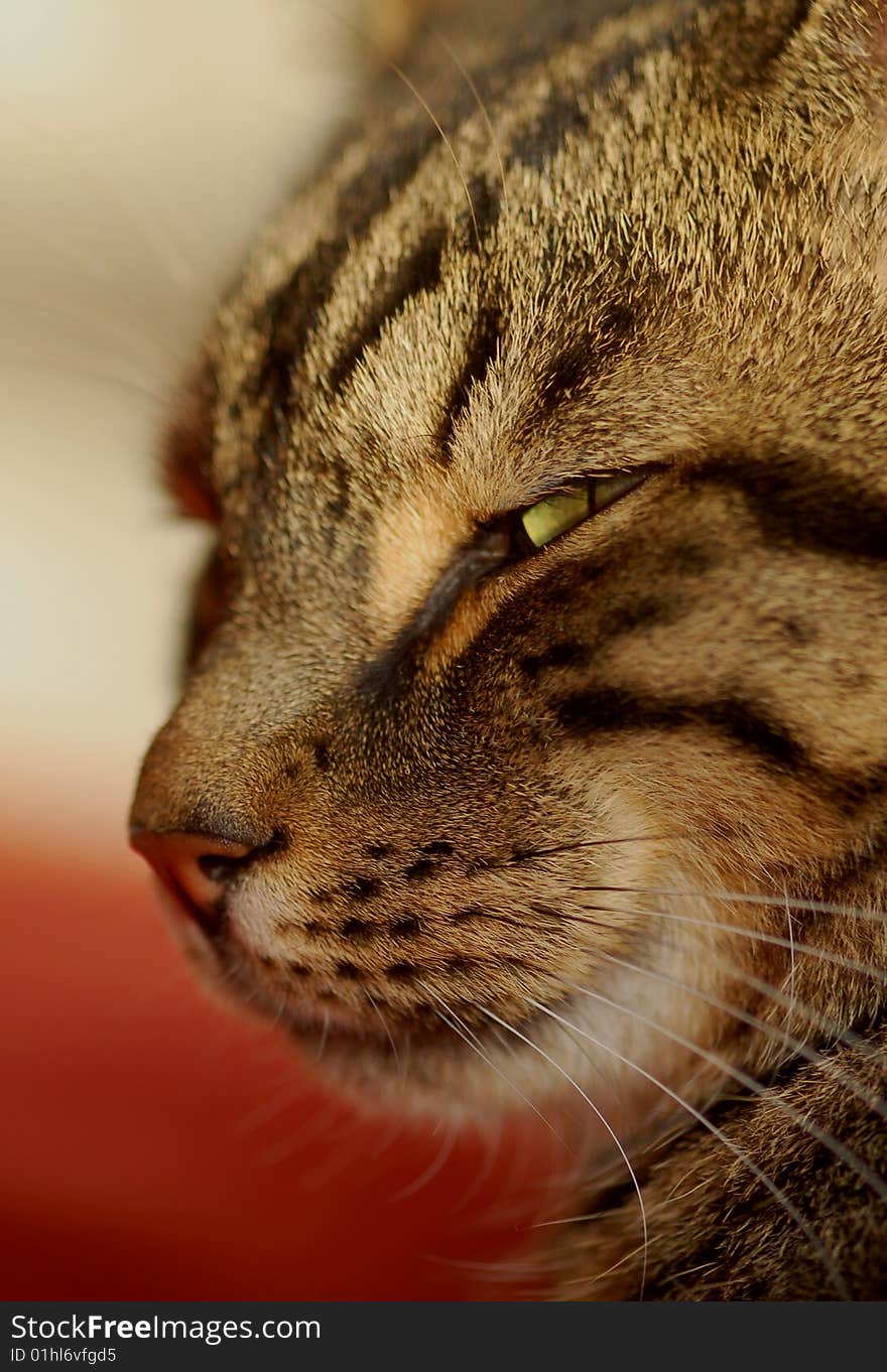 Domestic tabby cat with a smile. Domestic tabby cat with a smile