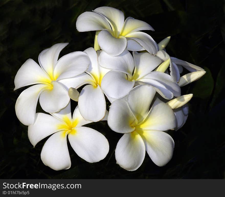 A bunch of Frangipannis against a dark background.