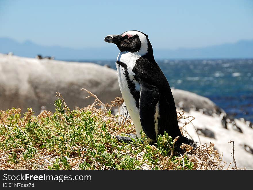 African Penguins