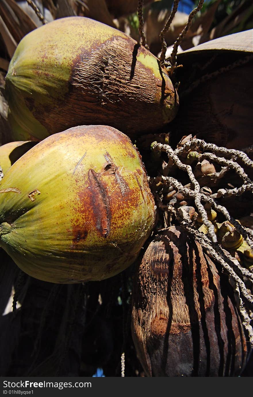 Coconuts on Palm tree close up