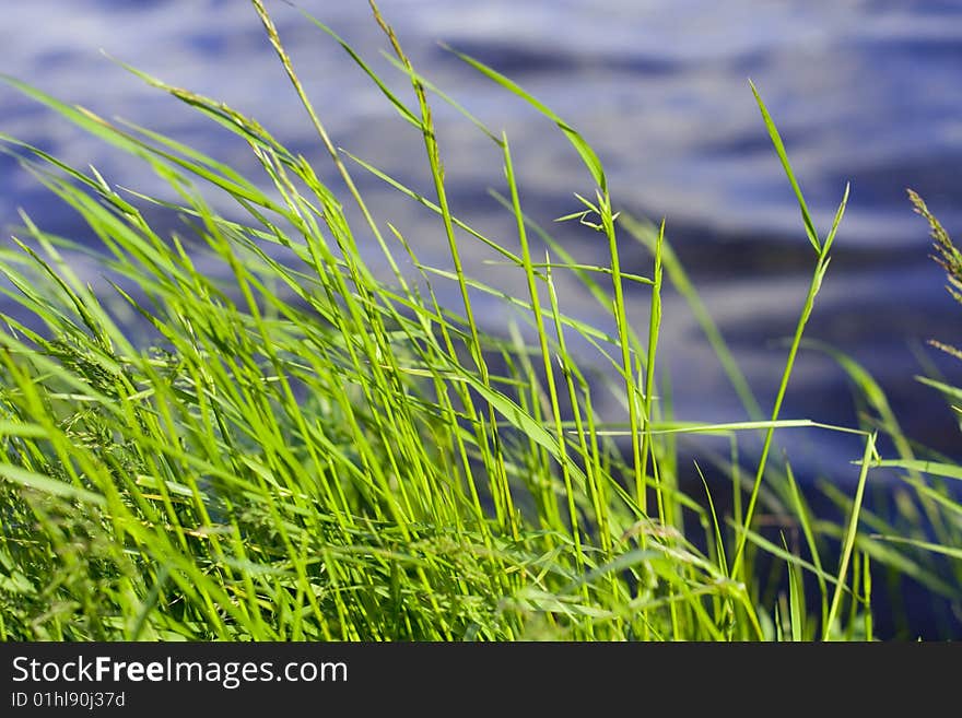 Green grass on a beach