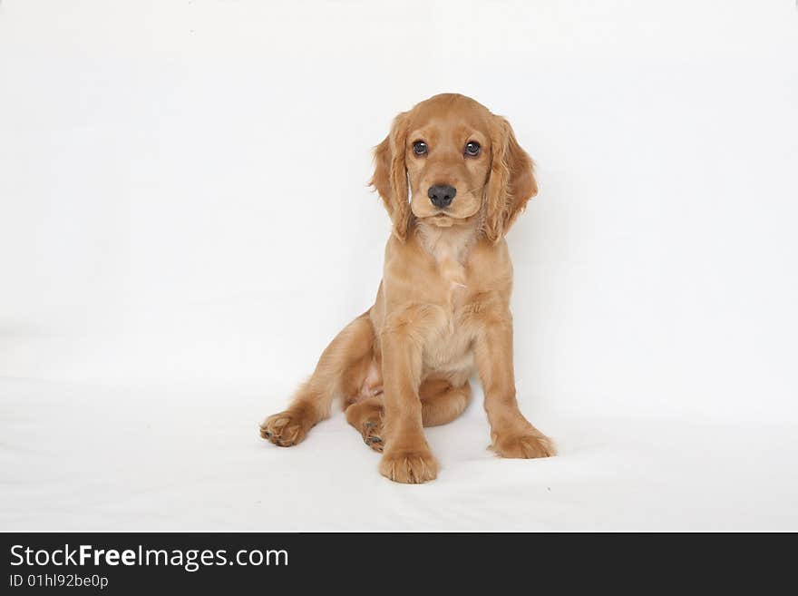 English cocker spaniel