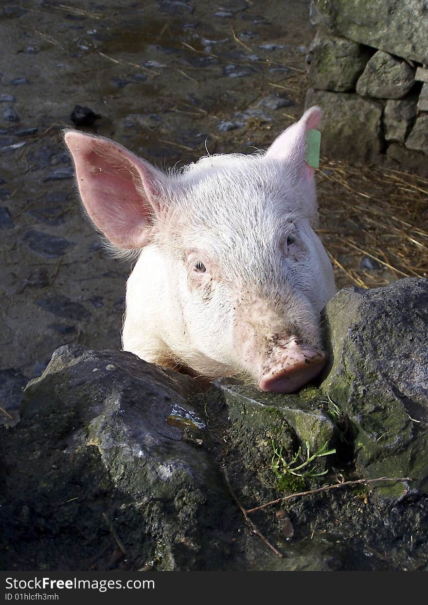 A pig resting his head against a stone fence. Taken at Bunratty Folk Park, Co. Clare, Ireland. A pig resting his head against a stone fence. Taken at Bunratty Folk Park, Co. Clare, Ireland