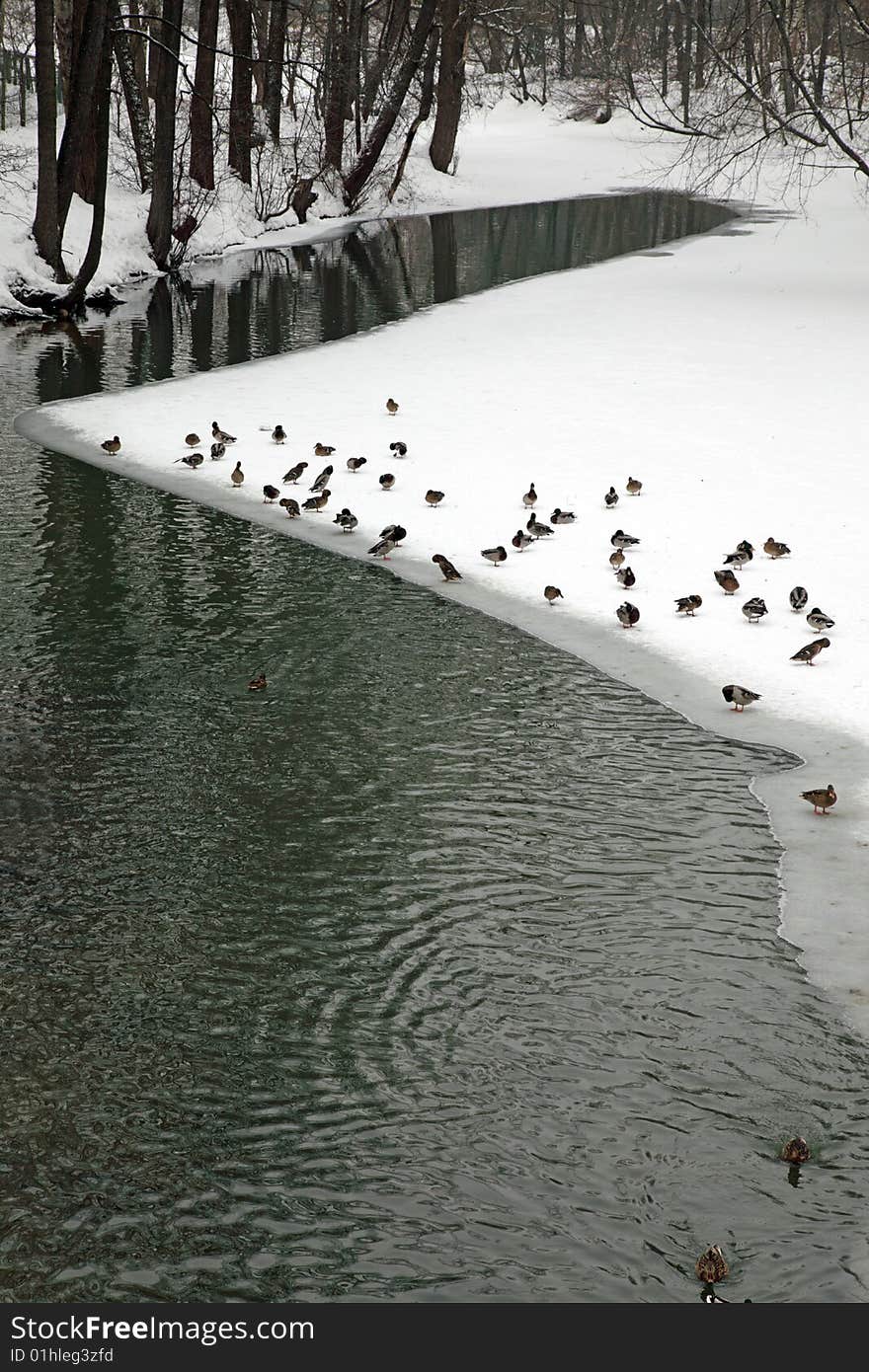 Ducks on ice of the frozen lake