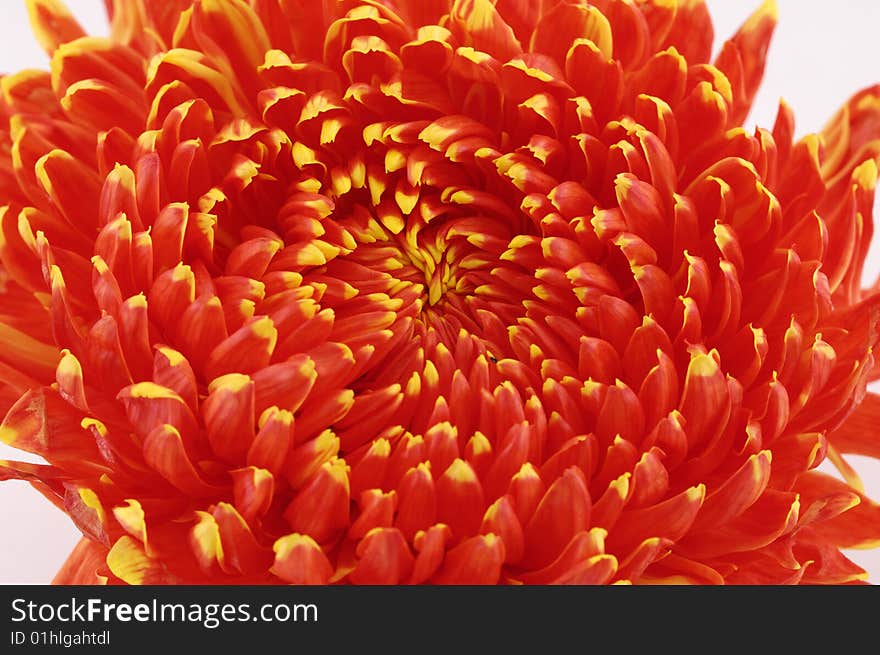 Marigolds of different colors over white background. Marigolds of different colors over white background