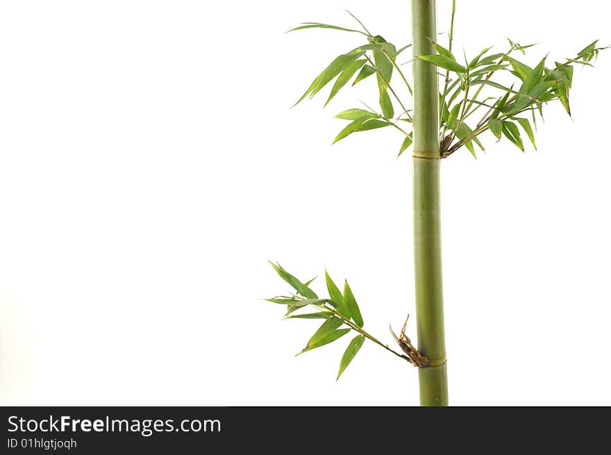 Branch of a bamboo. Isolation on white