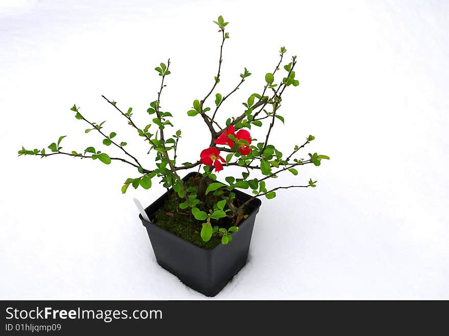 Quince bloom in pots in the snow