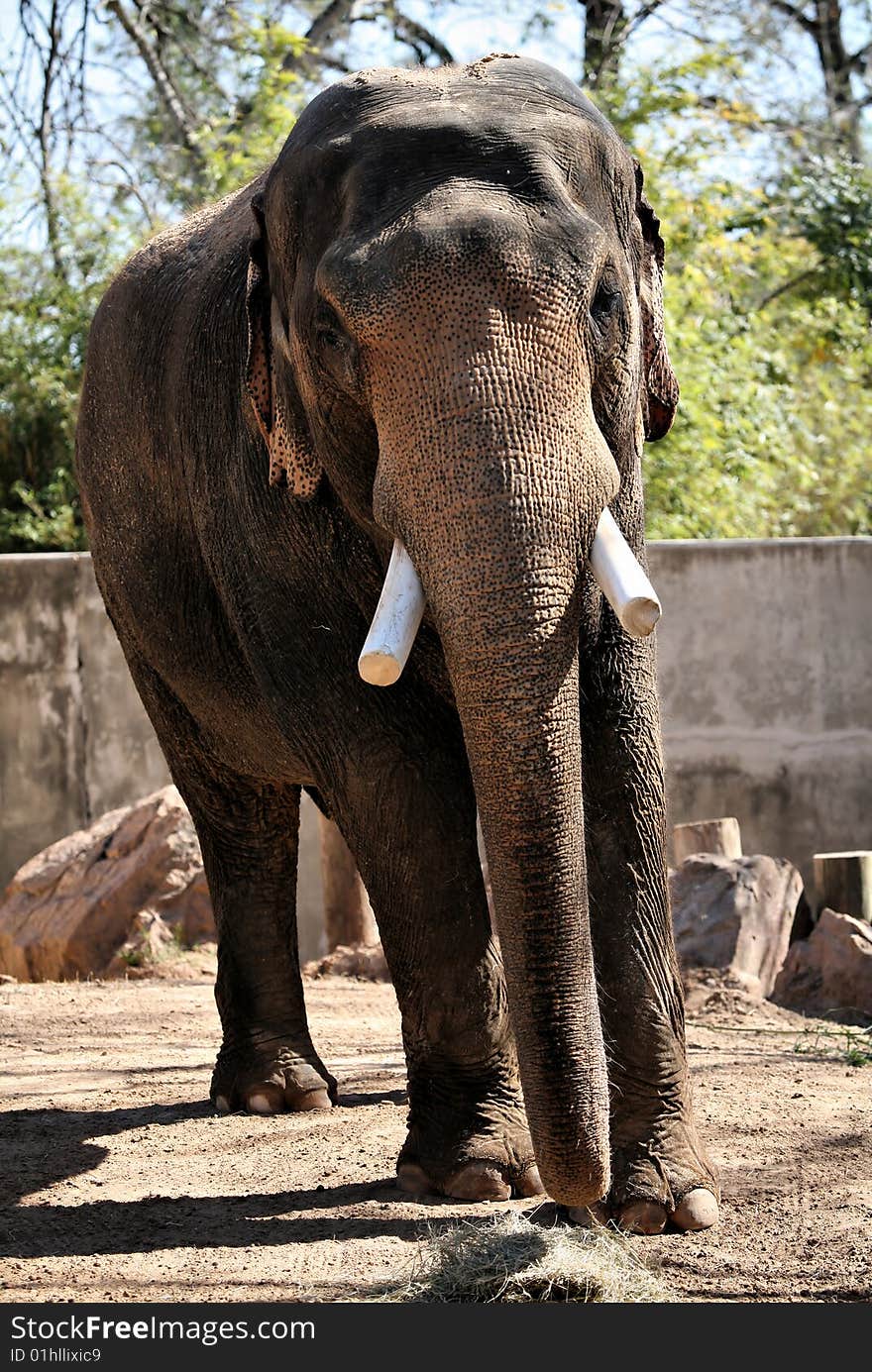 Elephant Approaching against blue sky