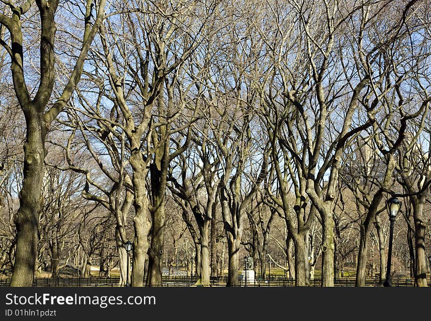 View of some trees in the Central Park, USA.