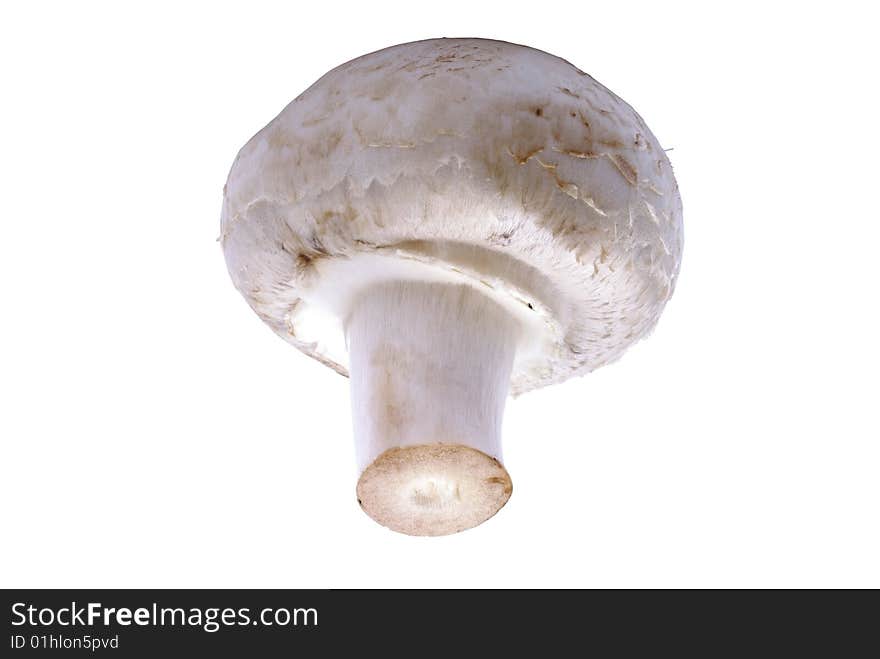 Champignon Mushroom.