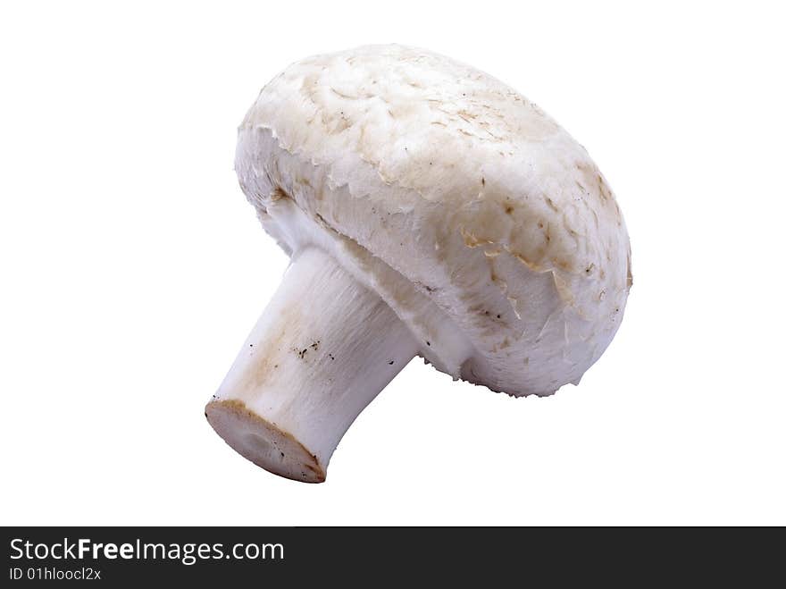 Champignon mushroom macro.