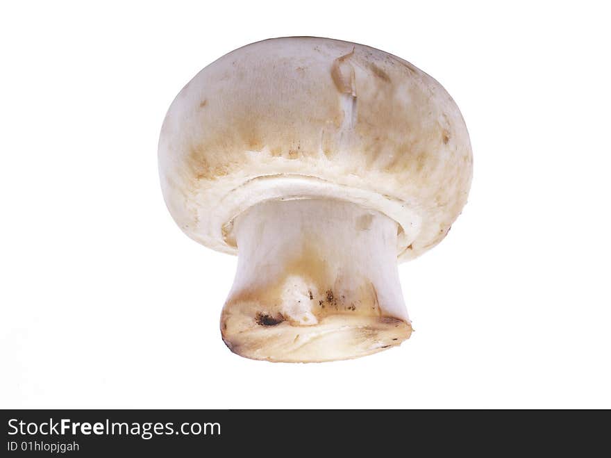 Champignon Mushroom Isolated.