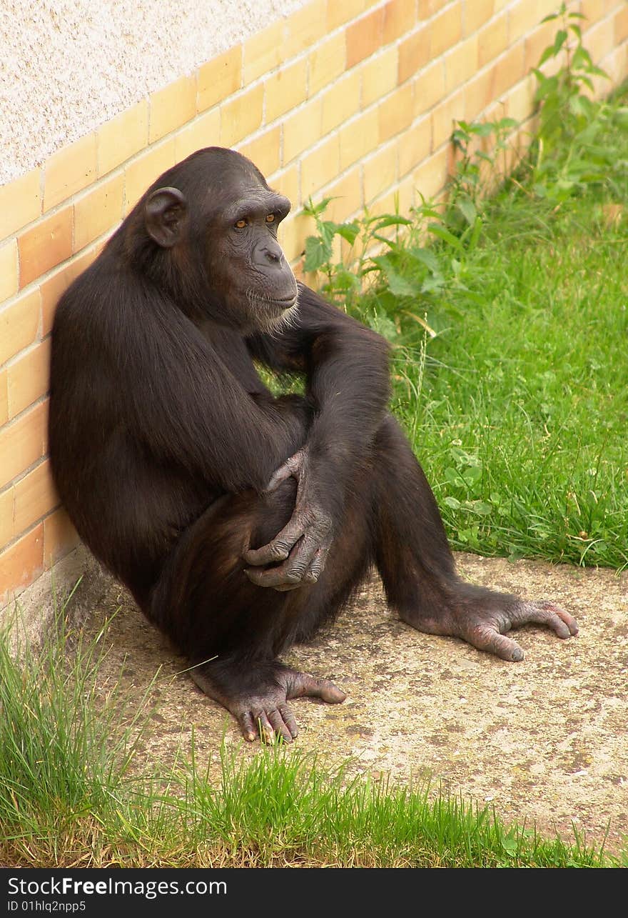 Chimpanzee in ZOO, Dvur Kralove,Czech Republic. Chimpanzee in ZOO, Dvur Kralove,Czech Republic