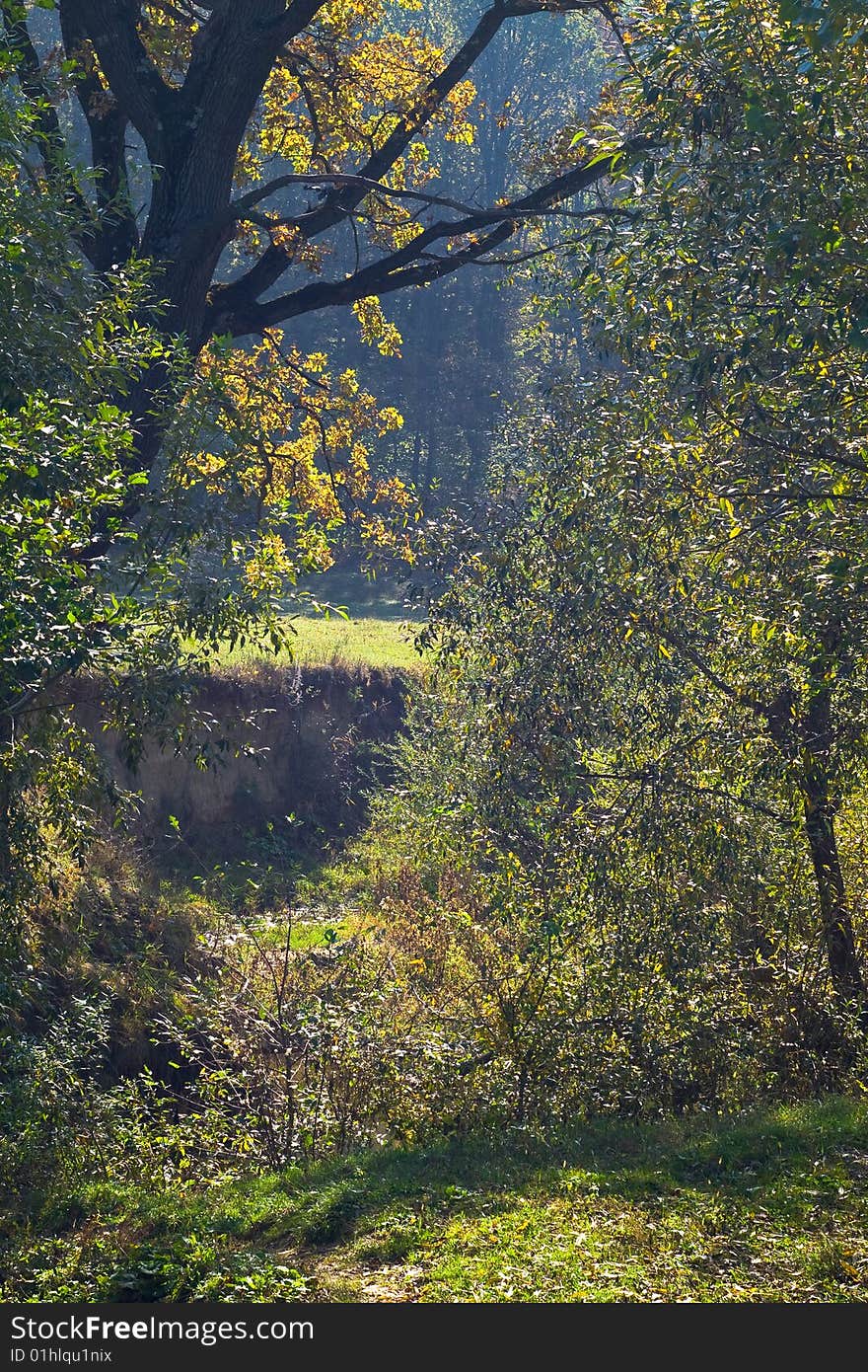 Autumn forest trees