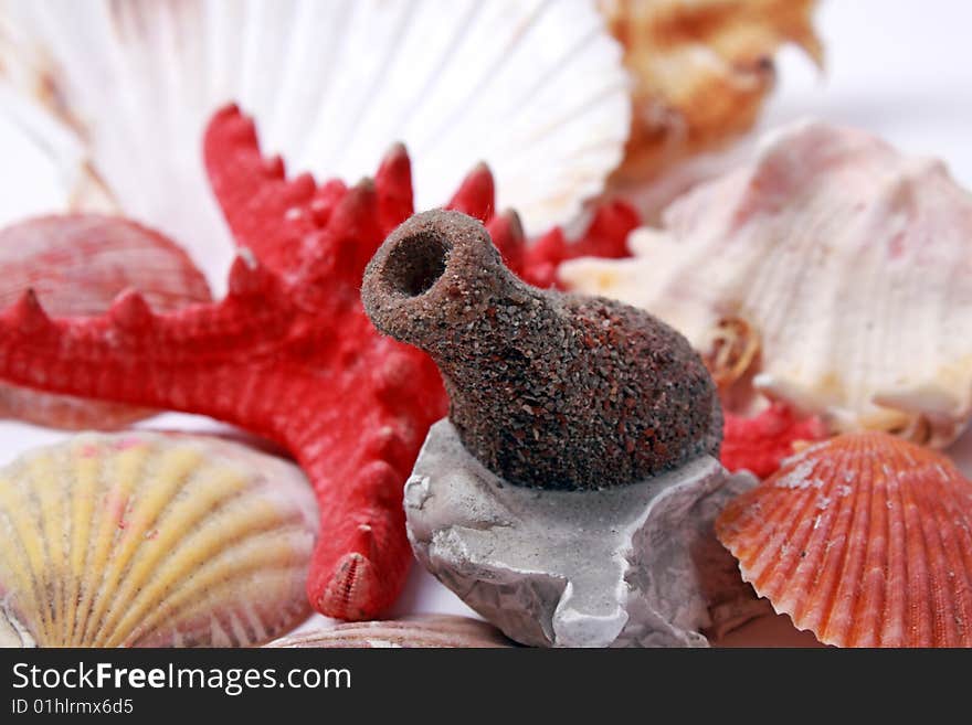 Seashells composition on white background