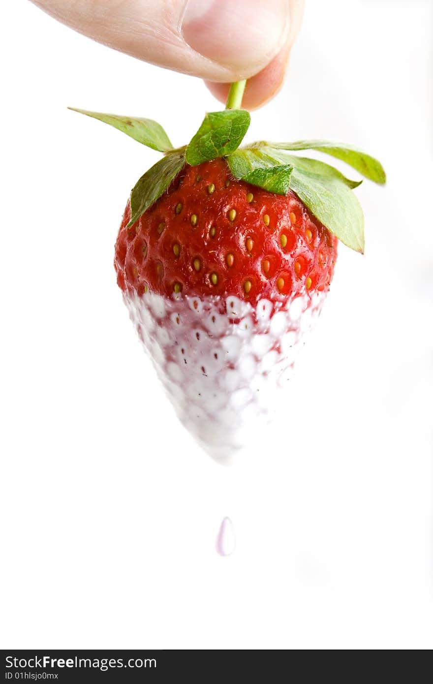 Hand holding a cream dipped strawberry on white. Hand holding a cream dipped strawberry on white