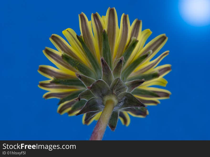 Yellow dandelion