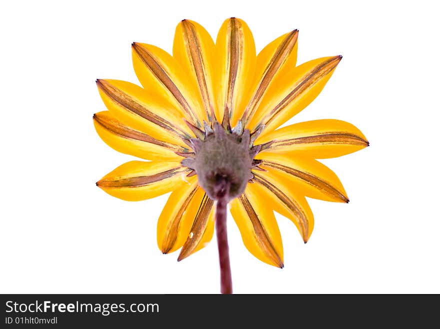 Original yellow flower view on white background