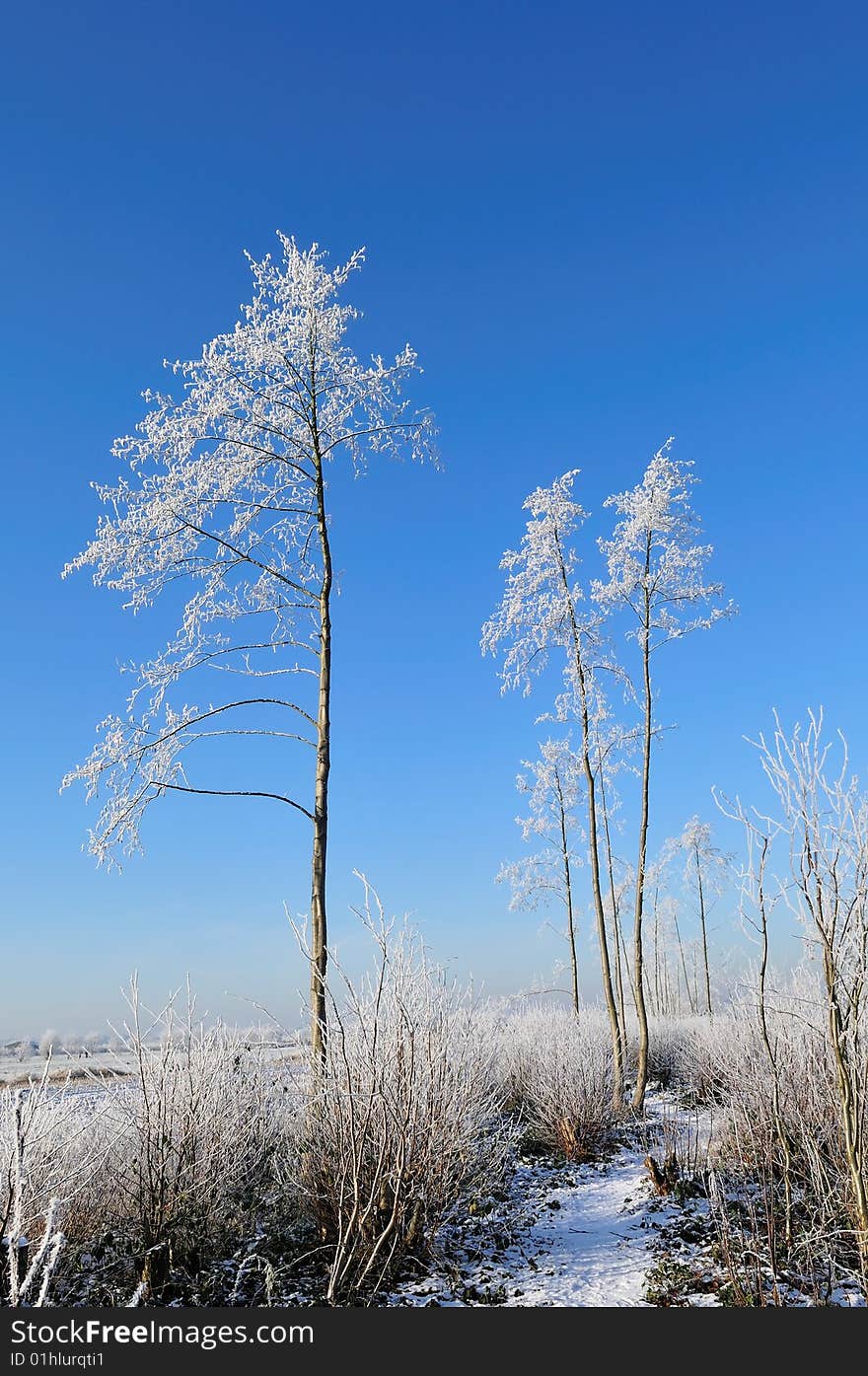 Dutch landscape in the winter