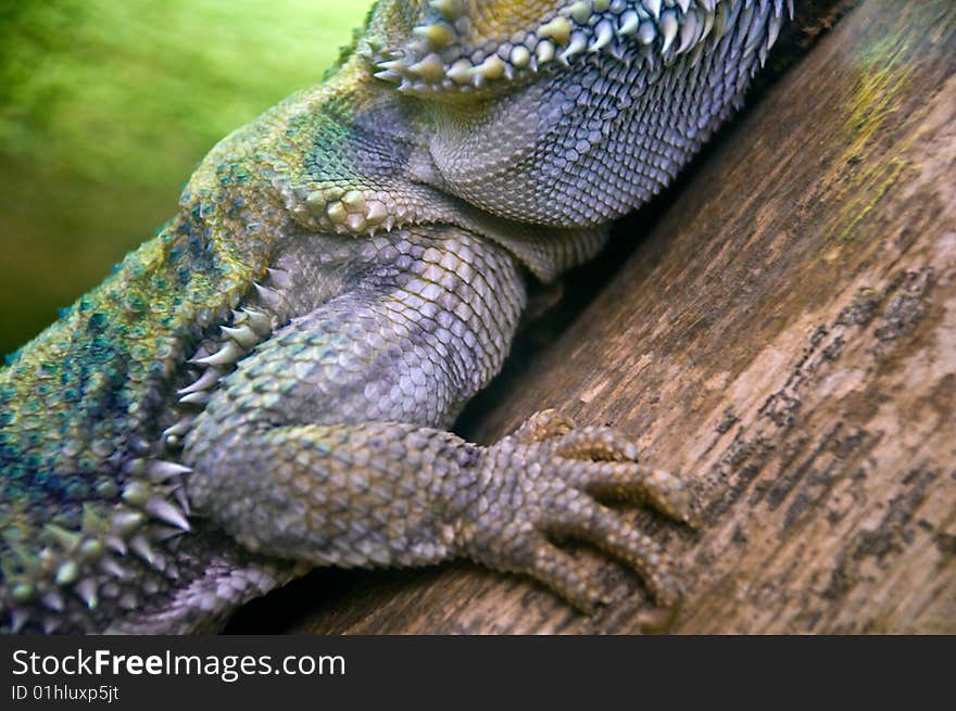 Close up abstract photo of an eastern  bearded dragon. Close up abstract photo of an eastern  bearded dragon