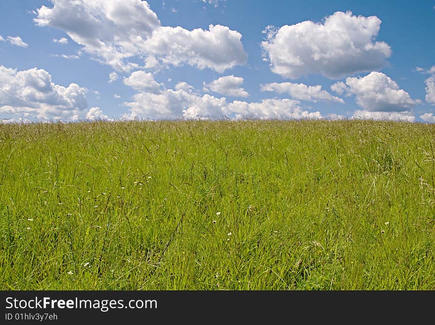 Yellow field and sky with clouds in a sunny day