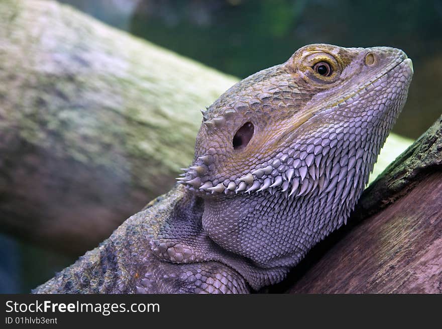 Close up photo of an eastern  bearded dragon. Close up photo of an eastern  bearded dragon