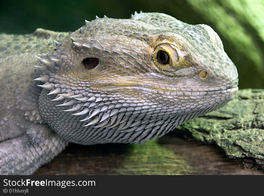 Close up photo of an eastern bearded dragon