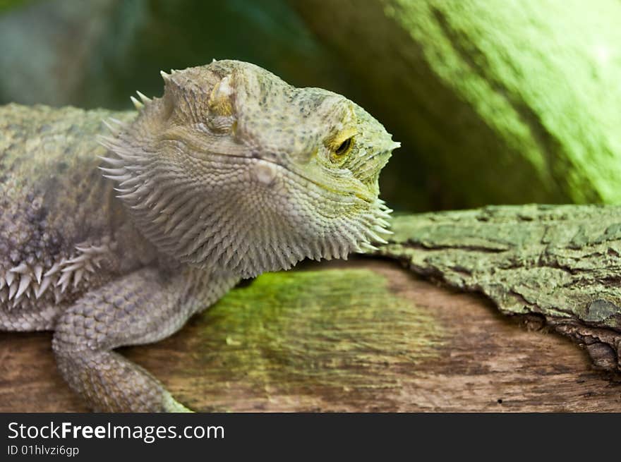 Close up photo of an eastern  bearded dragon. Close up photo of an eastern  bearded dragon