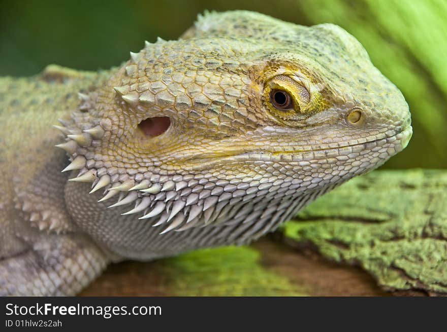 Close up photo of an eastern  bearded dragon. Close up photo of an eastern  bearded dragon