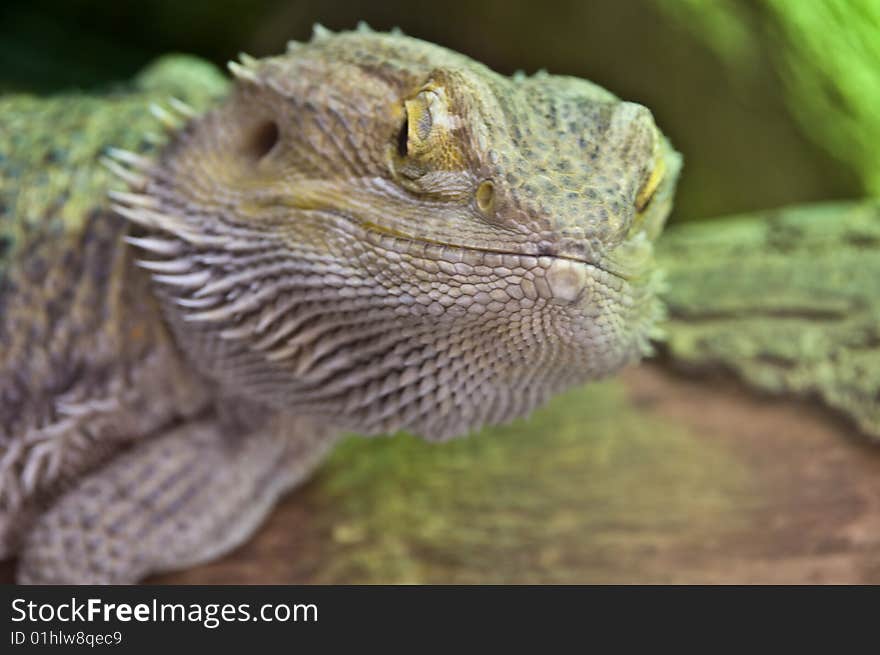 Close up photo of an eastern  bearded dragon. Close up photo of an eastern  bearded dragon