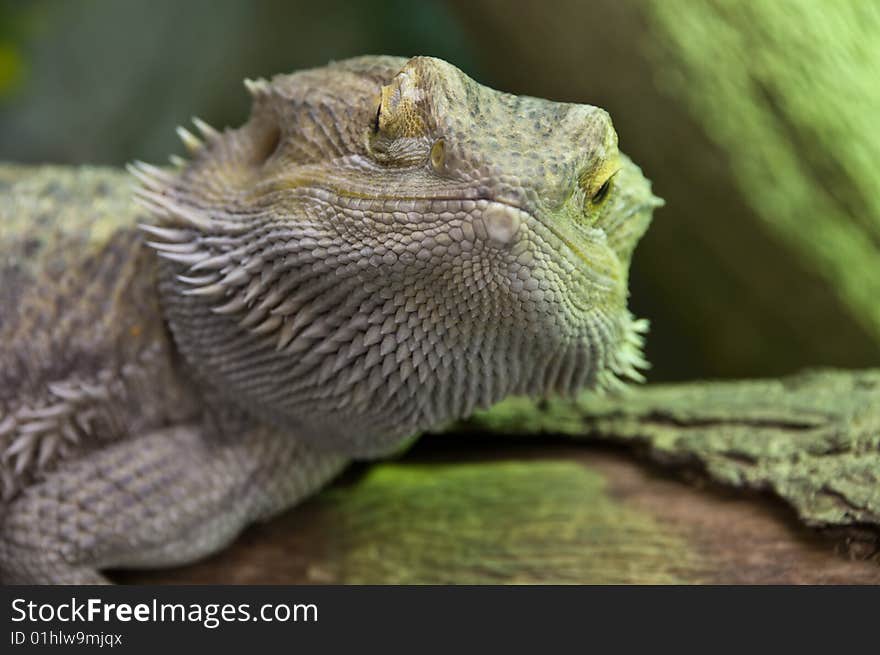 Close up photo of an eastern bearded dragon