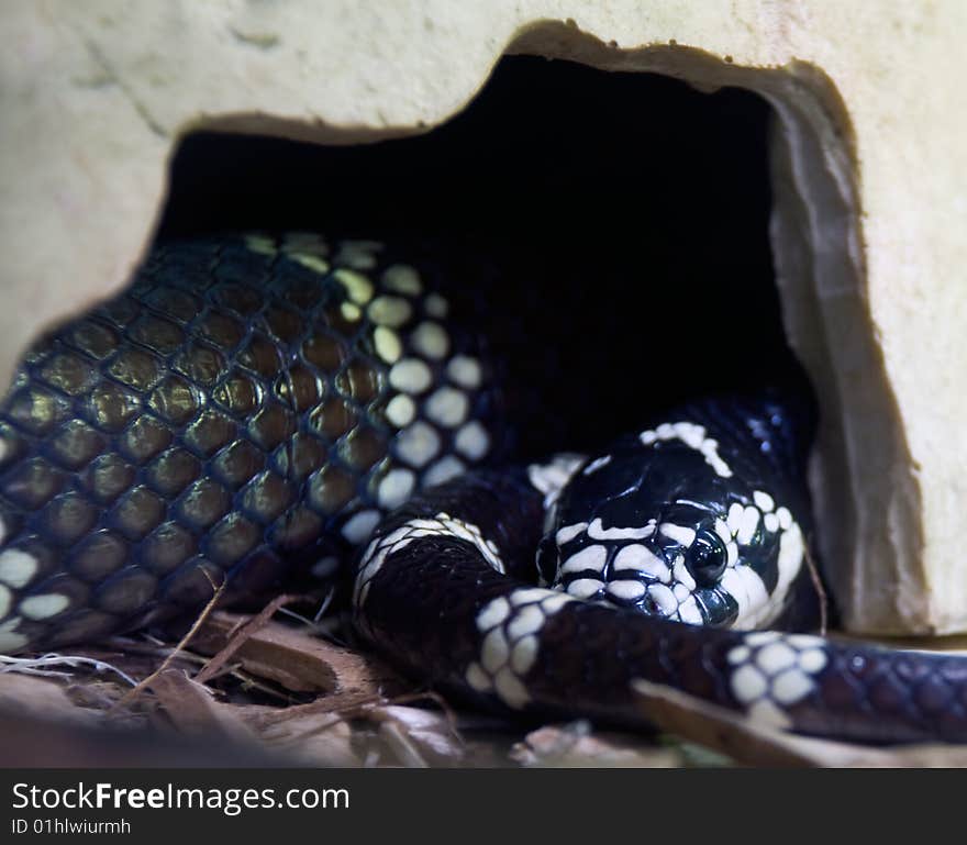 Close up photo of a Californian King Snake in an artificial environment