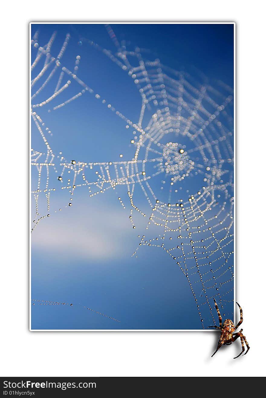 Spider And His Work