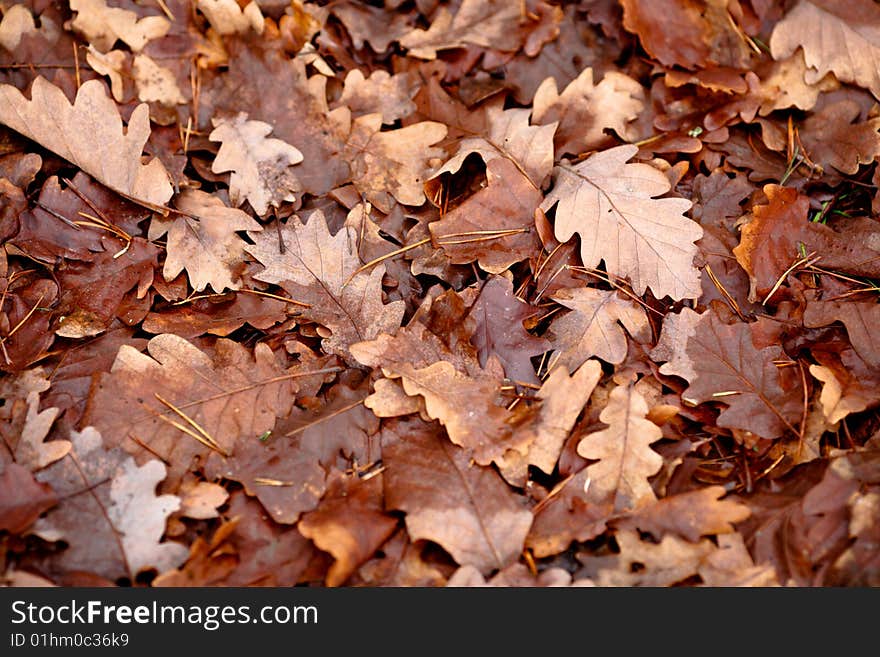 Autumn leaf