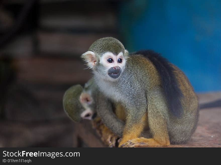 Squirrel Monkey