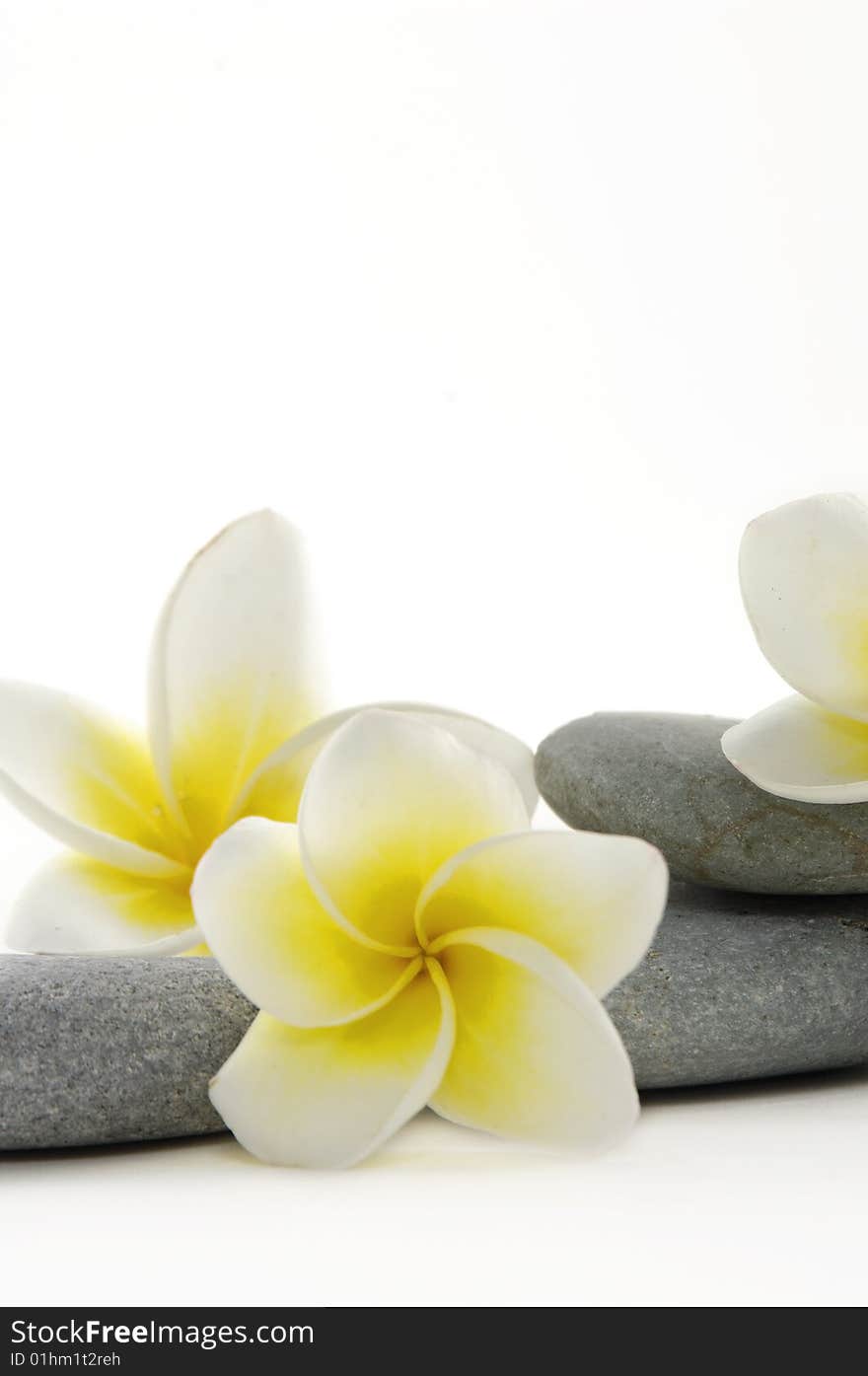 Balanced stones with frangipani flower. Balanced stones with frangipani flower